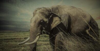 جلب الحبيب بسورة الفيل